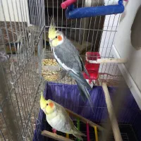 عروس هلندی سخنگو|پرنده|اسلامشهر, شهرک مهدیه|دیوار