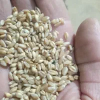 گندم تمیز به فروش می رسد