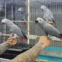 طوطی.راهب.کاکادو لوری آمازون