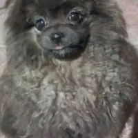 سگ پامرانین