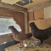 کبوتر رنگه|پرنده|تربت جام, شاد|دیوار