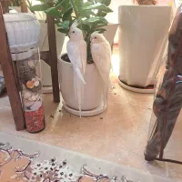 عروس هلندی|پرنده|اصفهان, کارلادان|دیوار