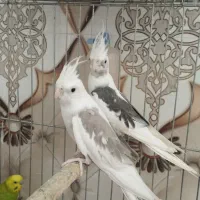تعدادی پرنده