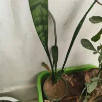 گل طبیعی|گل و گیاه طبیعی|ایلام, |دیوار