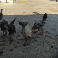جوجه خروس محلی|حیوانات مزرعه|شیراز, عادل آباد|دیوار