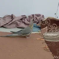 عروس هلندی تماس باسخگوهستم