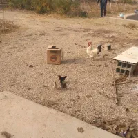 فروش مرغ و خروس