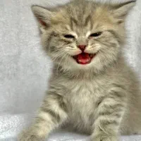 بریتیش پسر خرسی|گربه|کرج, فاز ۳ مهرشهر|دیوار