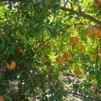 فروش-باغ-انار-و-انجیر