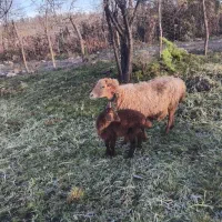 گوسفند بره ماده|حیوانات مزرعه|گلوگاه بابل (گلیا), |دیوار