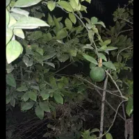 منزل ویلایی متراژ۳۵۰ وزیر بنا ۲۰۰ متر|فروش خانه و ویلا|ایرانشهر, |دیوار