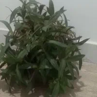 گل طبیعی|گل و گیاه طبیعی|شیروان (خراسان), |دیوار