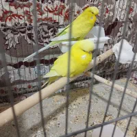 جفت مرغ عشق انگلیسی مولد|پرنده|تهران, بهارستان|دیوار