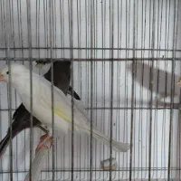 قناری ماده
