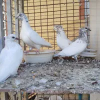 کفتر