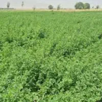نیازمند به یونجه اجاره ای