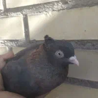 کفتر باخت رفته