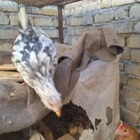 جوجه گلین اصل کفتر سینه سرخ ماده|حیوانات مزرعه|طسوج, |دیوار