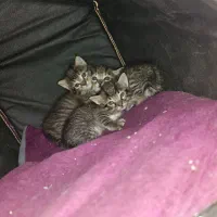 بچه گربه رایگانه رایگان|گربه|بشاریات, |دیوار