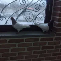 کبوتر|پرنده|بستان آباد, |دیوار