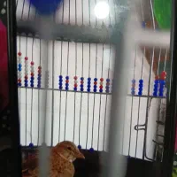 سهره خاکی ماده