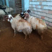 با سلام خدمت دوستان پنج راس میش ابستن شک|حیوانات مزرعه|ملکشاهی, |دیوار