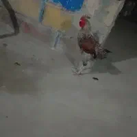 مرغ خروس مامل میکنم با مرغ عشق