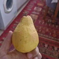 گلابی درشت