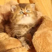 گربه اصیل و بغلی خونگی|گربه|کرمانشاه, |دیوار