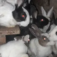 فروش خرگوش نر ۱۵۰تومن