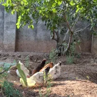 5 عدد مرغ تخم گذار