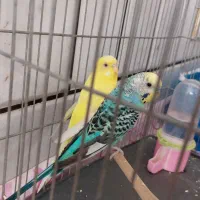 مرغ عشق جفت