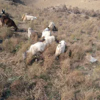 بزغاله نر چپیش|حیوانات مزرعه|بیله سوار, |دیوار