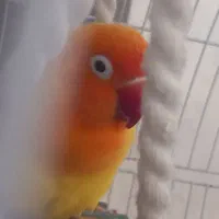 پرنده