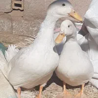 یک جفت اردک تخمگذار