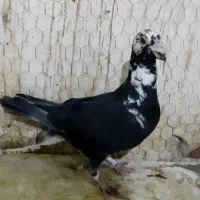 نرسوسکی بزک|پرنده|فرح دشت, |دیوار