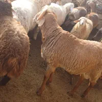 بره چینی شاخدار درجه یک|حیوانات مزرعه|شیروان (خراسان), |دیوار