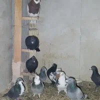 کفتر طوقی سینه ای