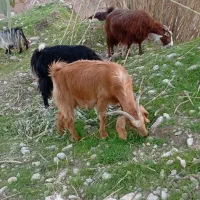 10عدد بز جوان و آبستن