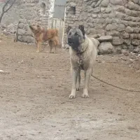 سگ سرابی|سگ|اردبیل, |دیوار