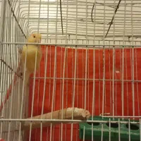 قناری ماده  موزاییکی۵ تخم مست مست