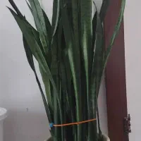 گل شمشیری طبیعی