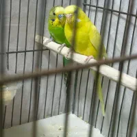 مرغ عشق|پرنده|قم, شاه ابراهیم|دیوار