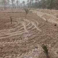 نخل|گل و گیاه طبیعی|آبپخش, |دیوار