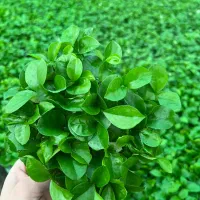 فروش سبزه نارنج بسیار با کیفیت