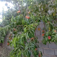 فروش باغ وویلا بابرق وآب وگاز مالکیتی