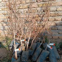 فروش نهال پسته پیوندی و کشت بافت|خدمات باغبانی و درختکاری|تهران, امجدیه (خاقانی)|دیوار