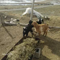 بزغاله|حیوانات مزرعه|انزل, |دیوار