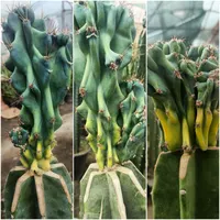 صخره ای ابلق در سایز های مختلف (فول کیفیت)|گل و گیاه طبیعی|قائم‌شهر, |دیوار