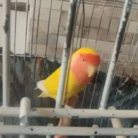 معاوضه کوتوله هلندی نر با ماده